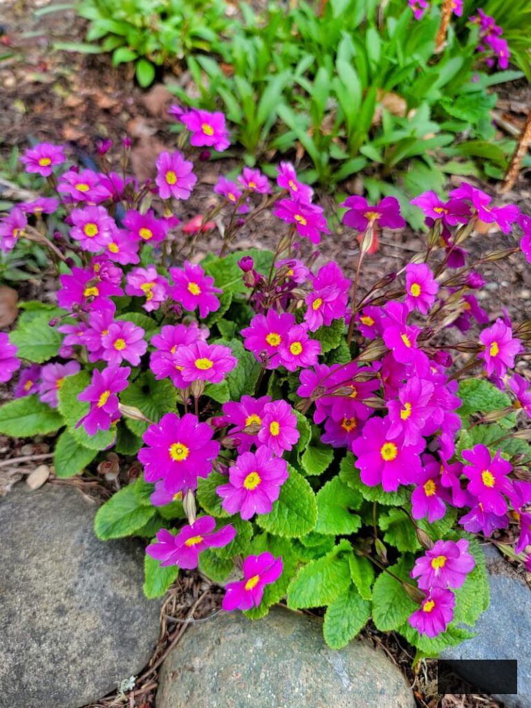 fuchsia primroses thriving in the garden