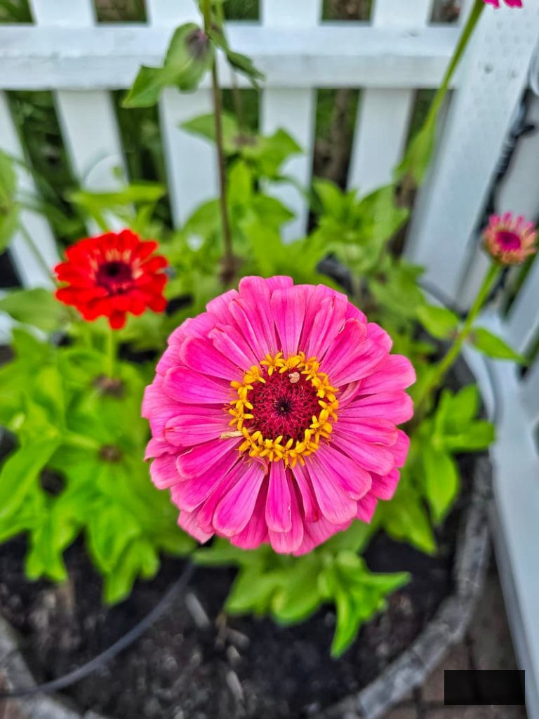 bright pink zinnia flourishing in the garden
