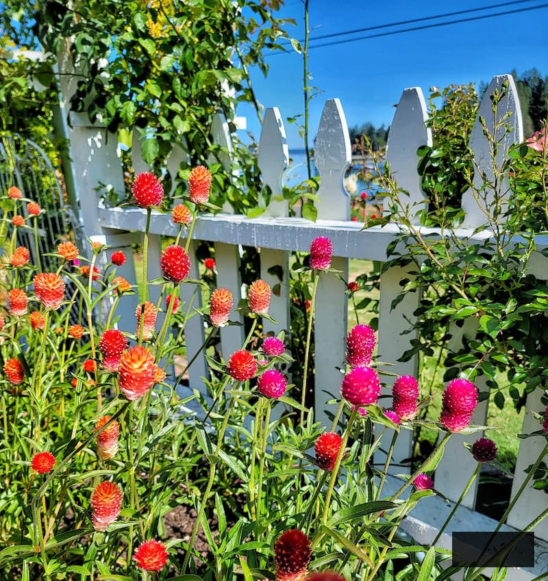 Globe Amaranth Sunset Mix flourishing alongside the white picket fence garden
