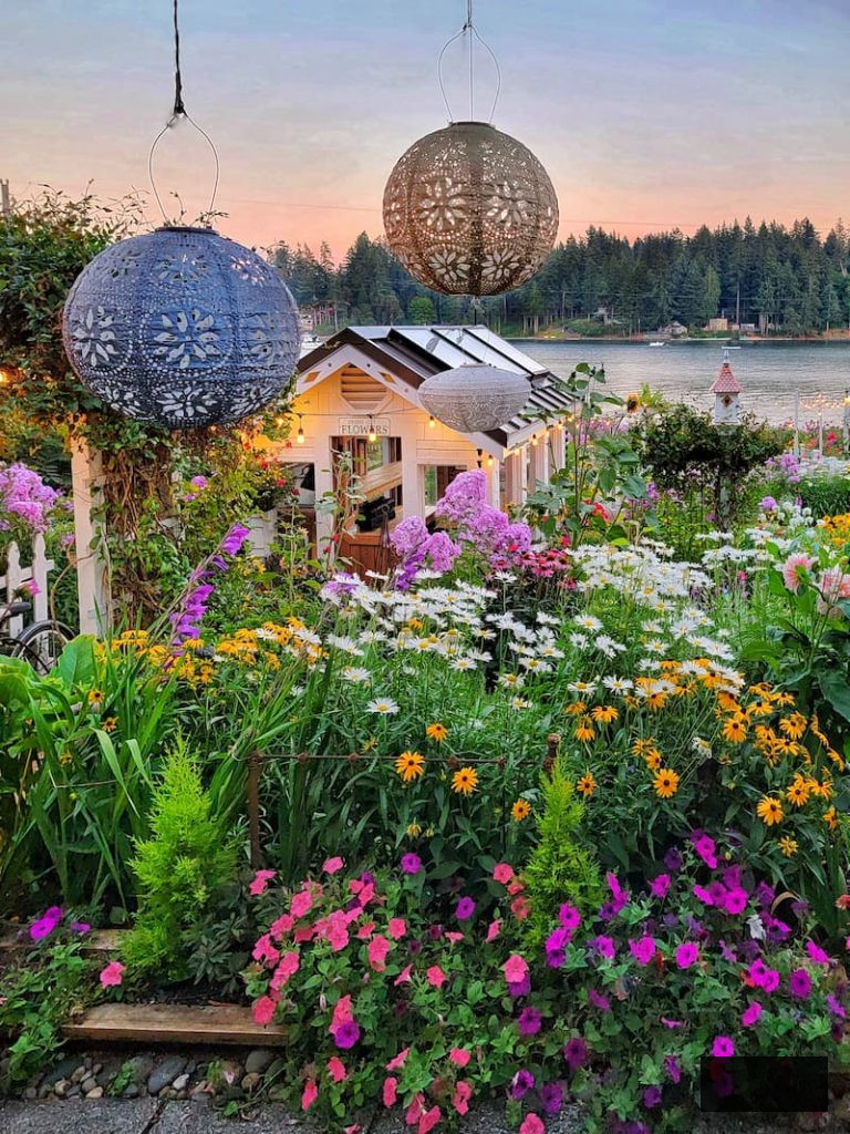 summer cottage garden in full bloom with greenhouse in the background