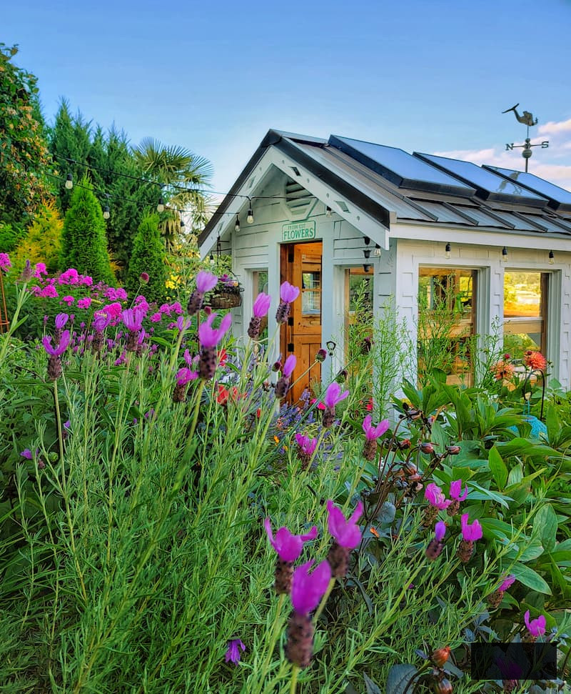 purple lavender flourishing in front of the greenhouse