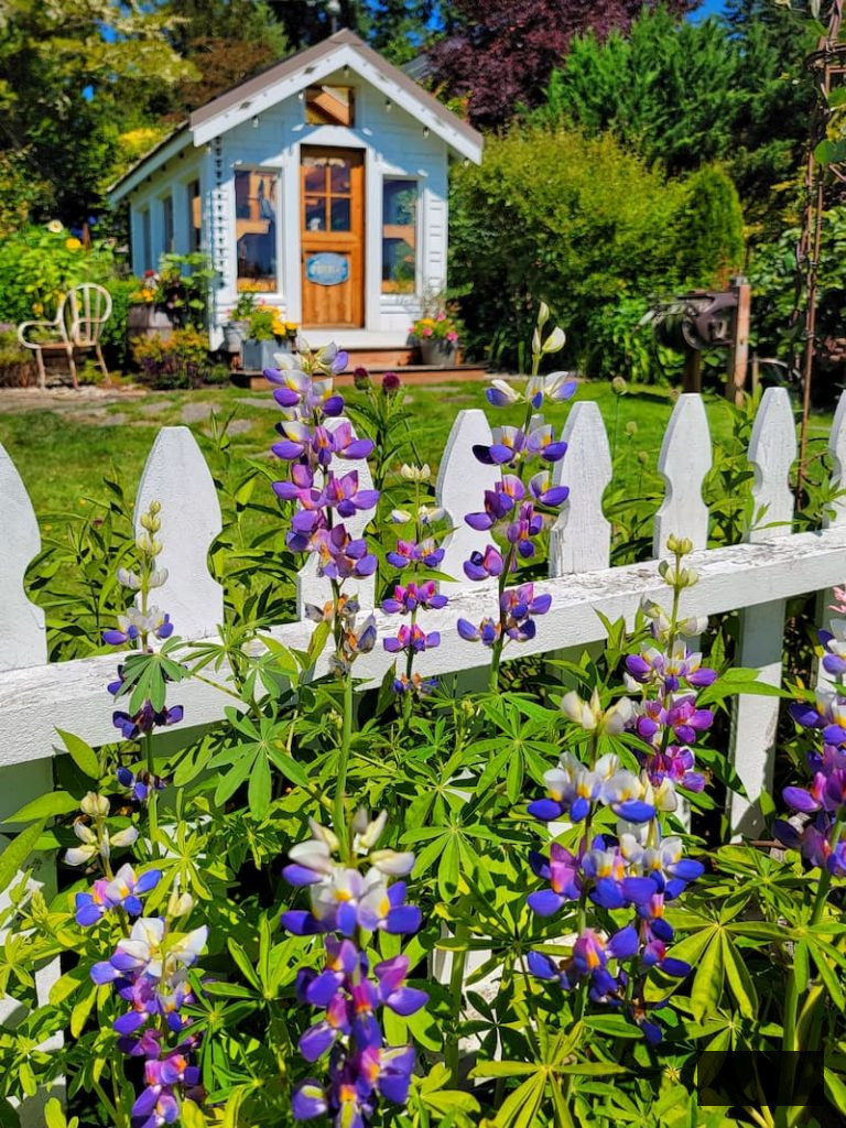 lupine thriving beside the white picket fence in front of the greenhouse