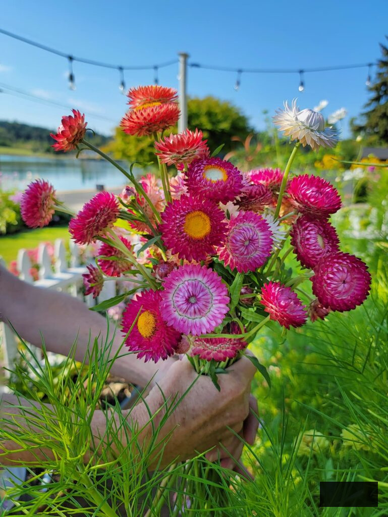 harvested strawberry strawflowers from the garden