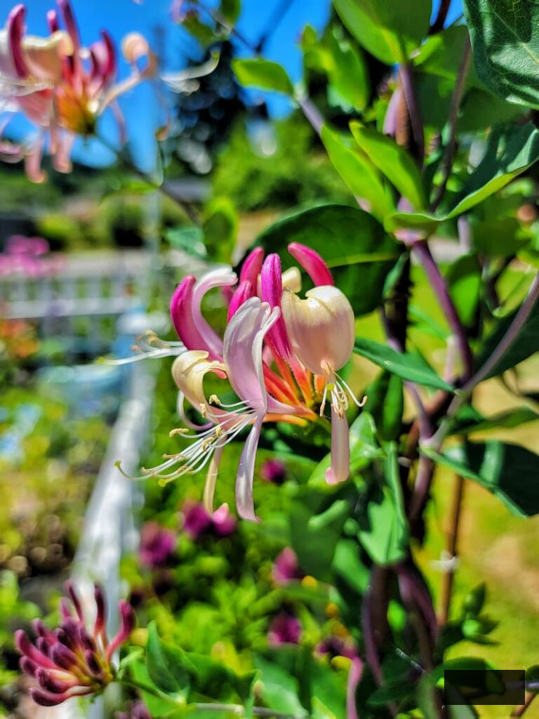honeysuckle flowers flourishing on the arbor