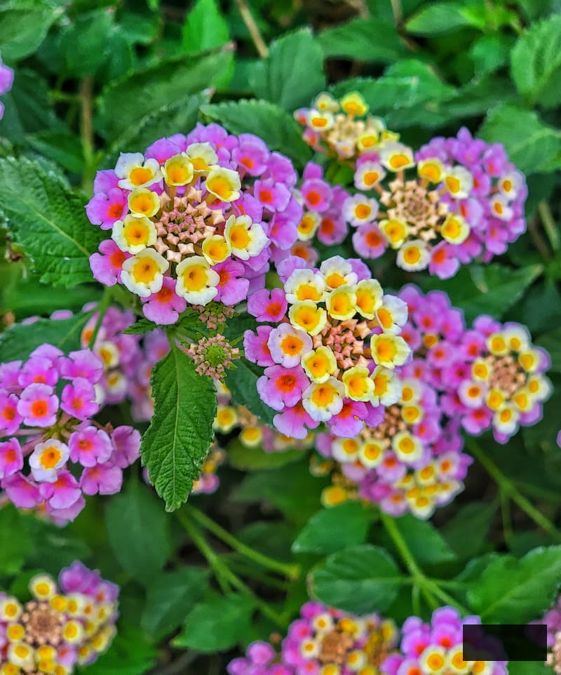 lantana in pink and yellow hues in the garden