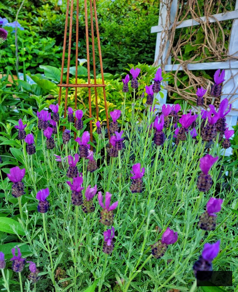 purple Spanish lavender thriving in the garden
