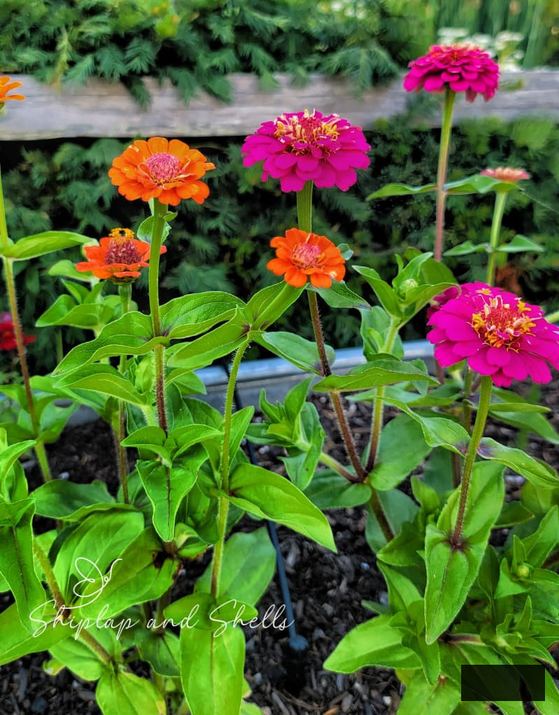 Lilliput mix orange and fuchsia zinnias 