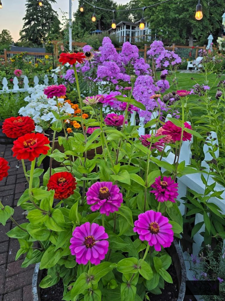lilliput zinnias and purple phlox in the garden 