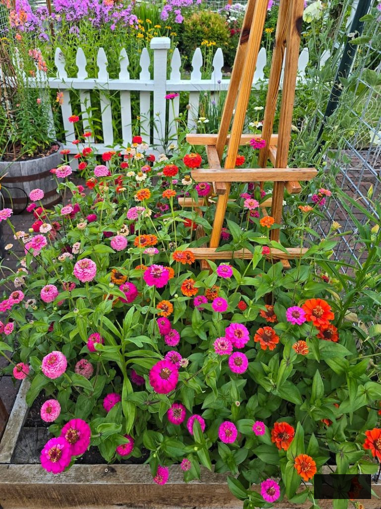 vividly colored zinnias thriving in the cut flower garden