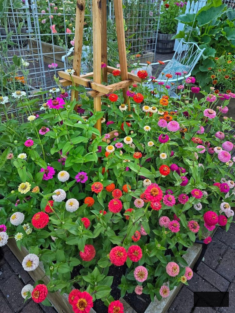lilliput zinnias in the elevated garden bed