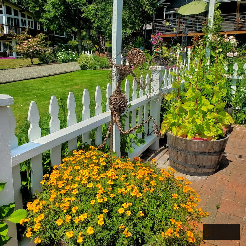 orange marigolds flourishing in the barrel in the cut flower garden