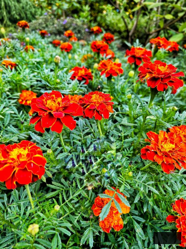 dark orange and crimson marigolds flourishing in the summer garden