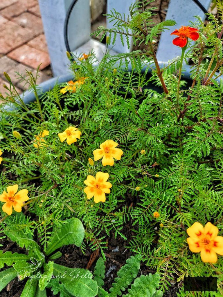 golden marigolds in the flower container