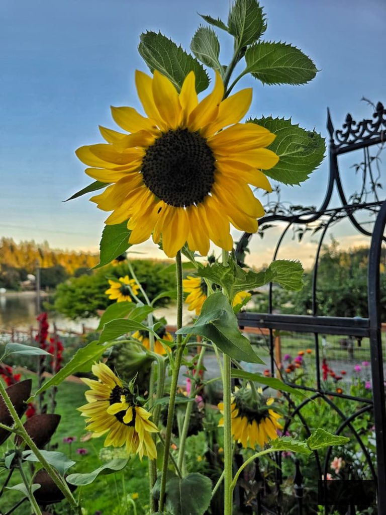 yellow sunflower in the summer garden