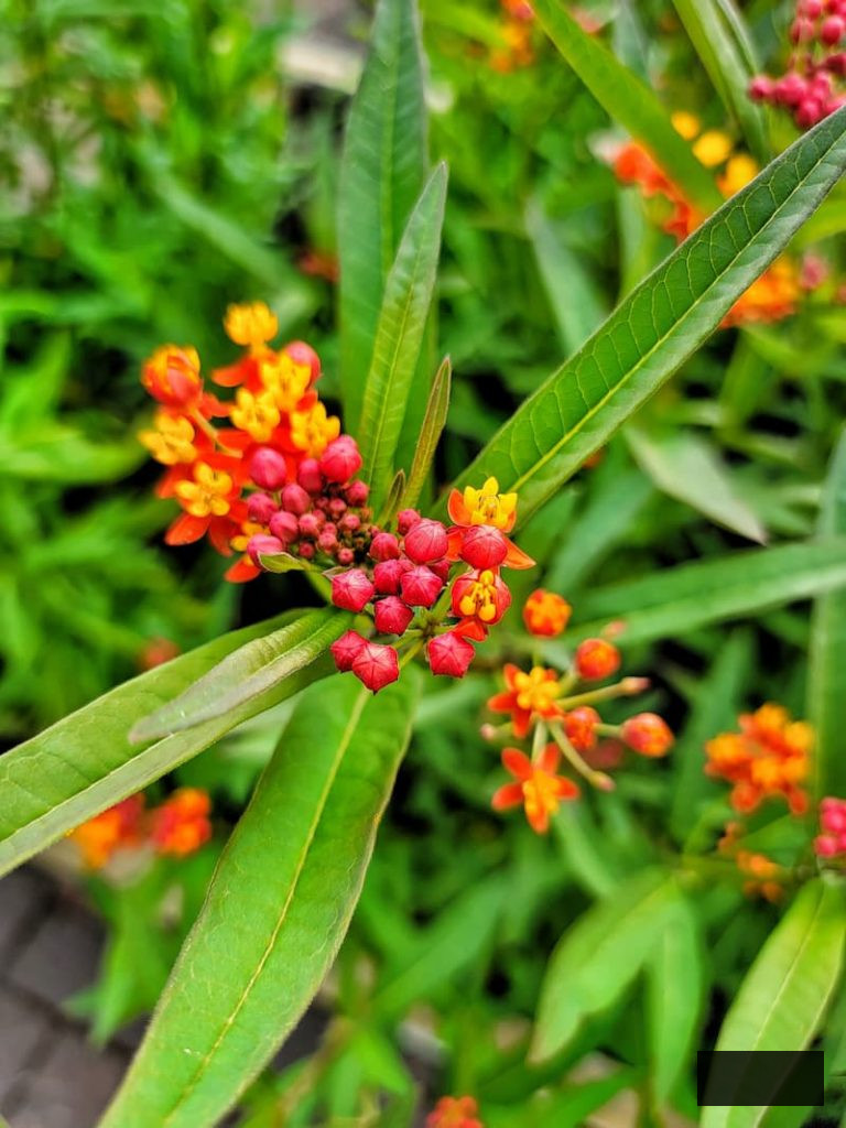 orange and red milkweed thriving in the garden
