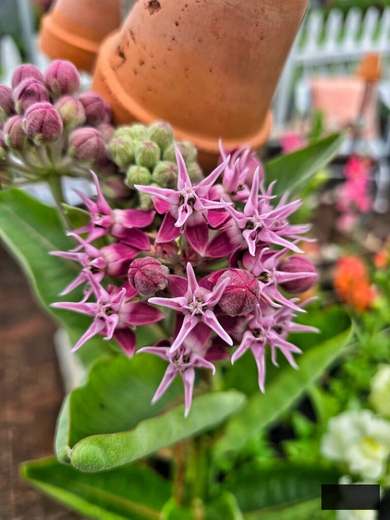 rose milkweed and terra cotta pots in the garden