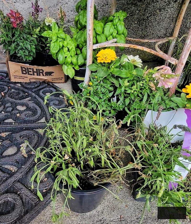 overwatered plants