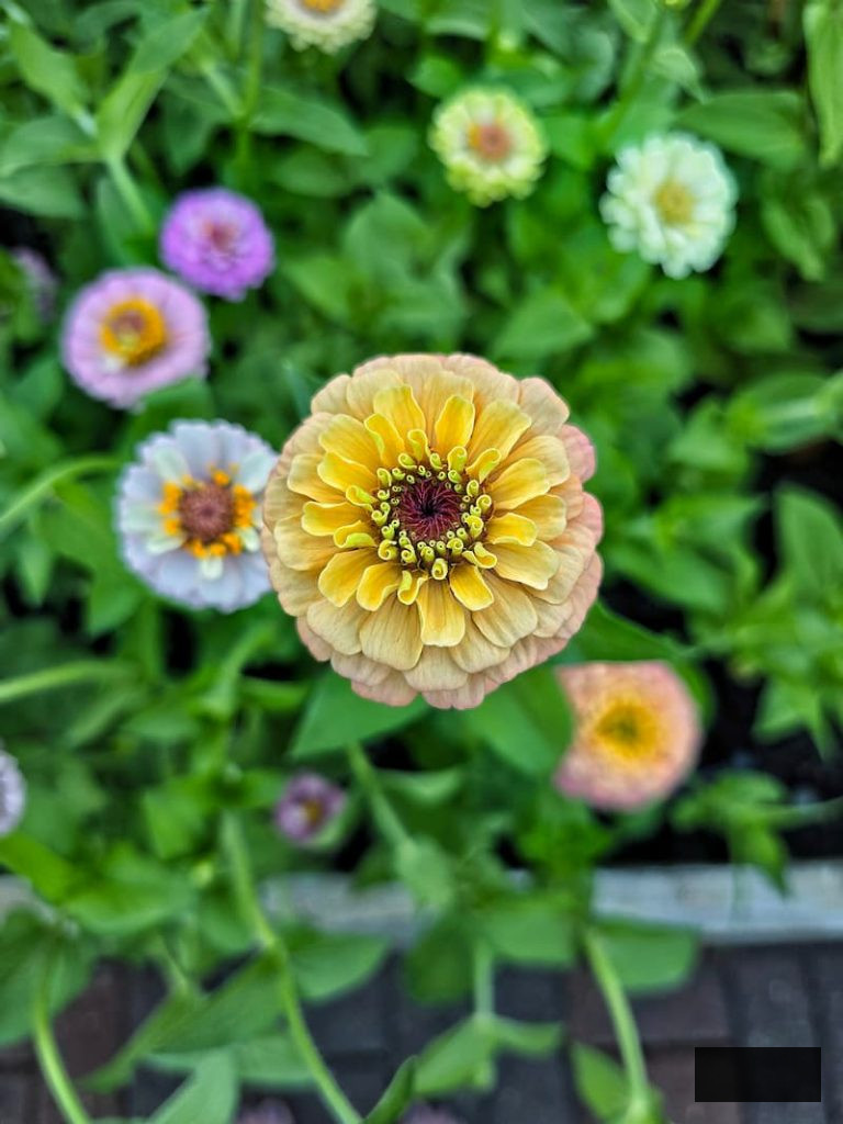 pastel hued zinnias and additional zinnias in the garden