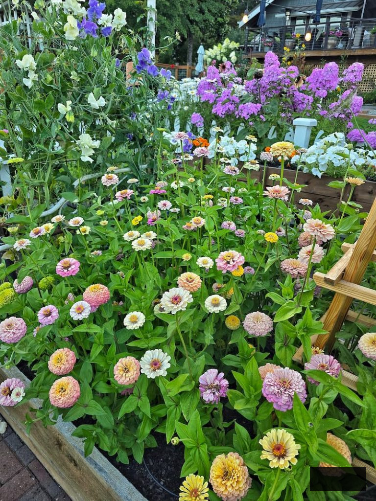 pastel zinnias thriving in raised beds