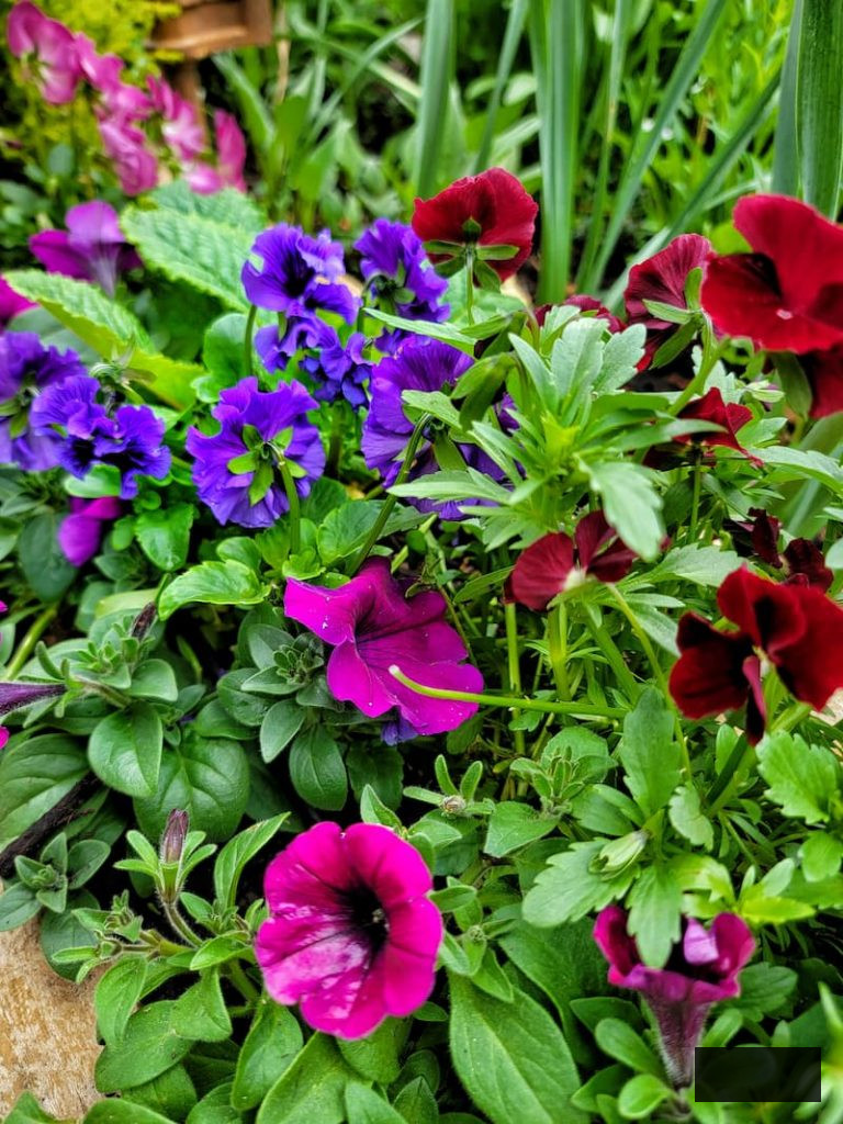 purple and pink petunias growing in the garden