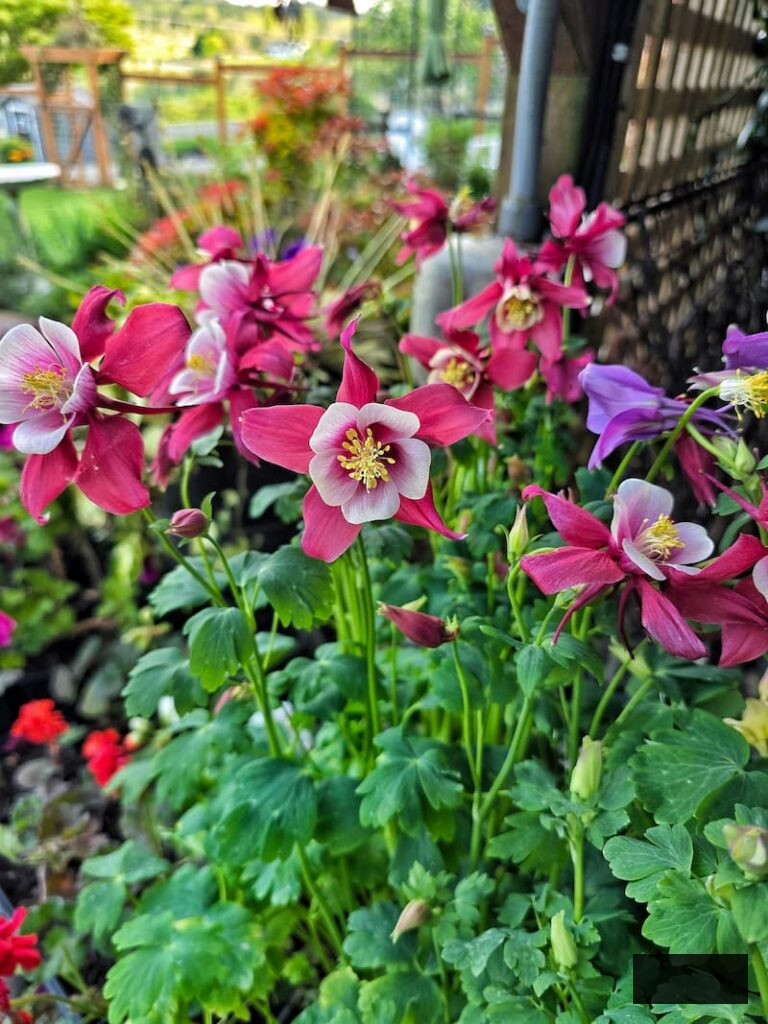 pink columbine flowers blooming in the garden