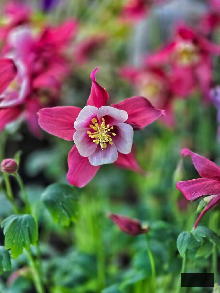 fuchsia and pink shaded columbine growing in the garden