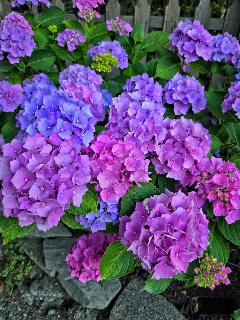 shades of purple hydrangeas in the garden