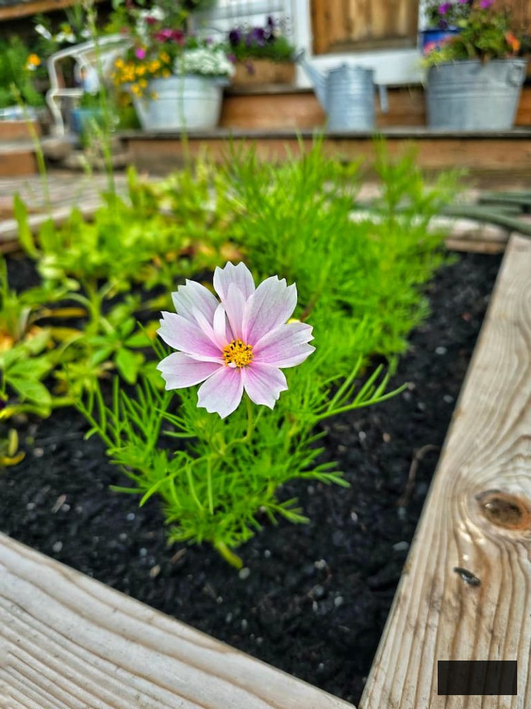 pink cosmos blossom in the raised bed