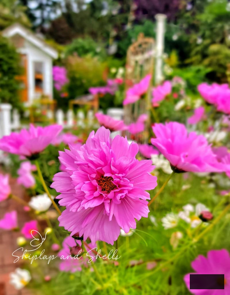 fuchsia cosmos growing in a cut flower garden