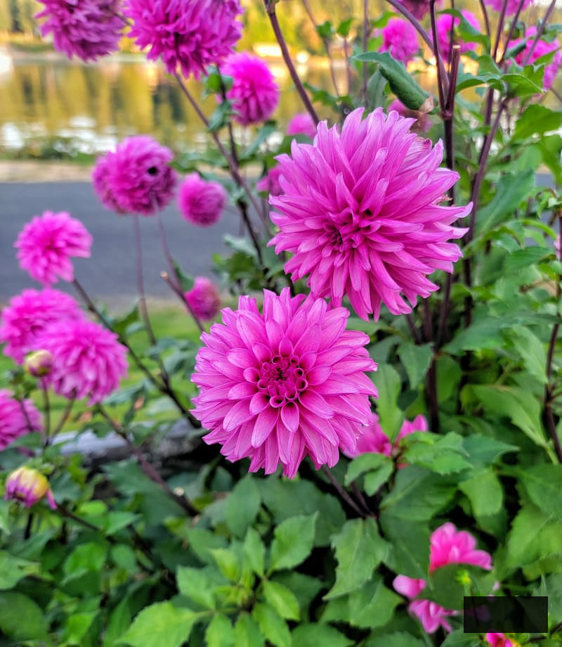 pink dahlias growing in the summer garden