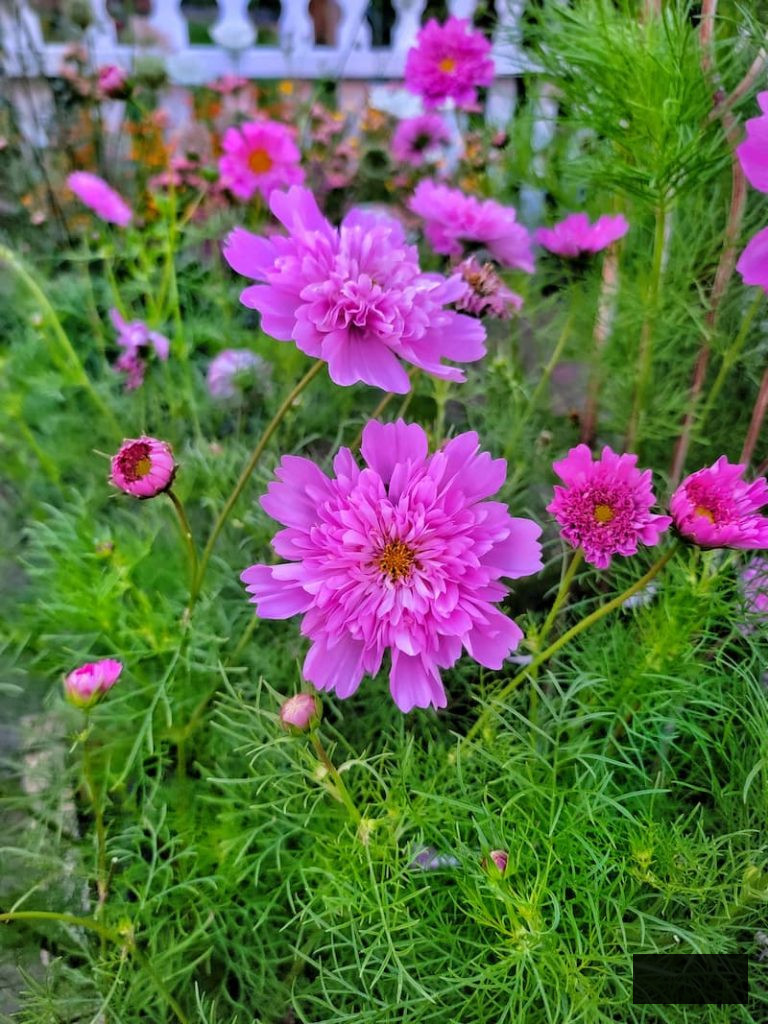 fuchsia cosmos flourishing in the cut flower garden