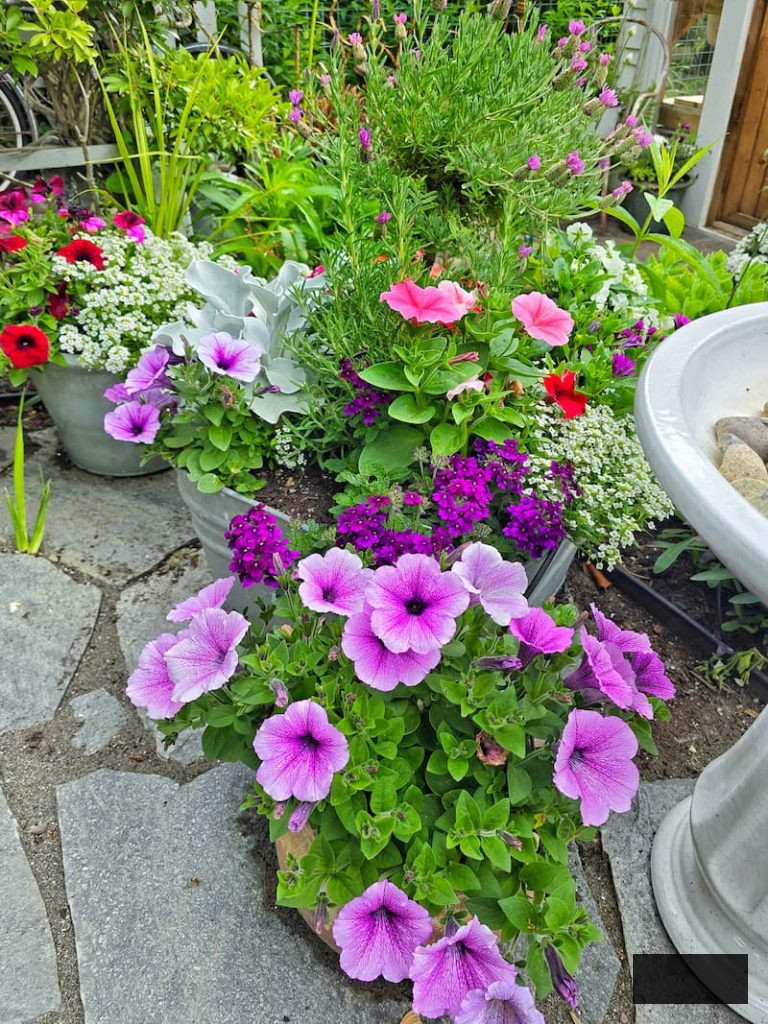 petunias thriving in the flower containers on patio