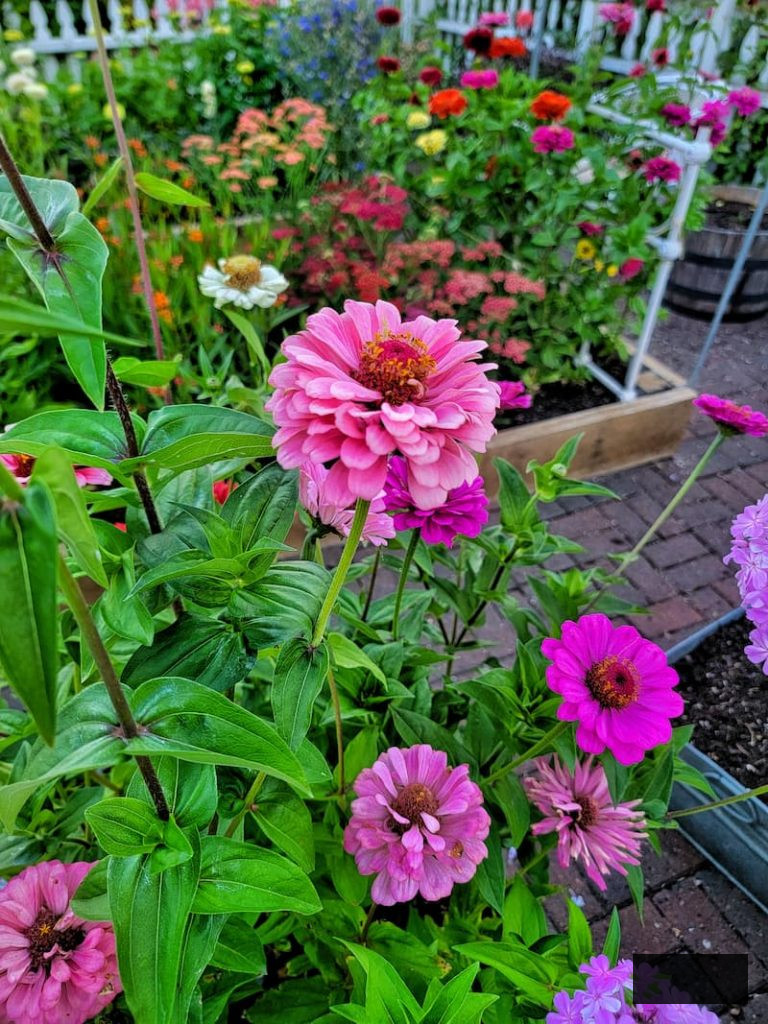 zinnias in the cut flower garden