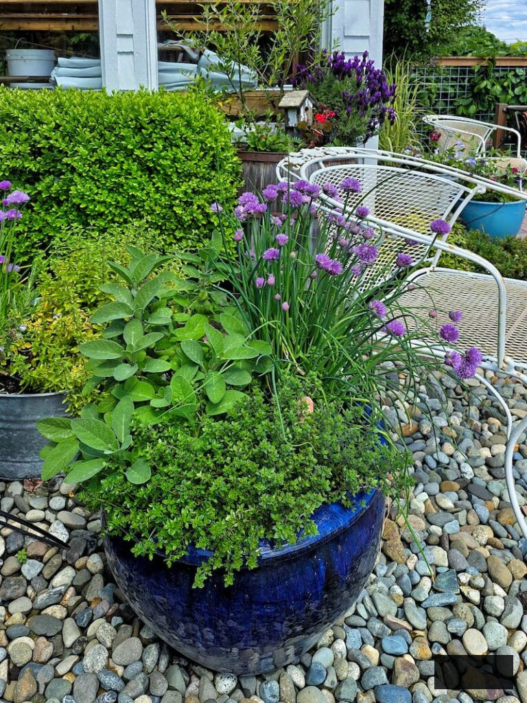 herb garden flourishing in flower pots