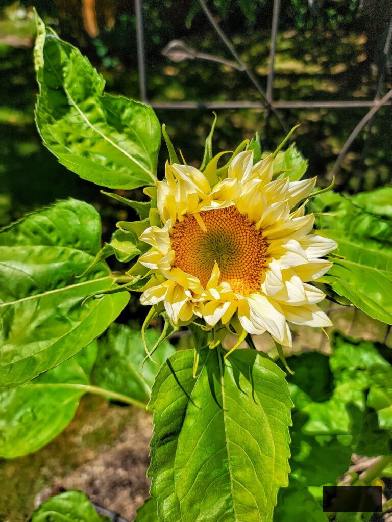 sunflowers blossoming in the garden