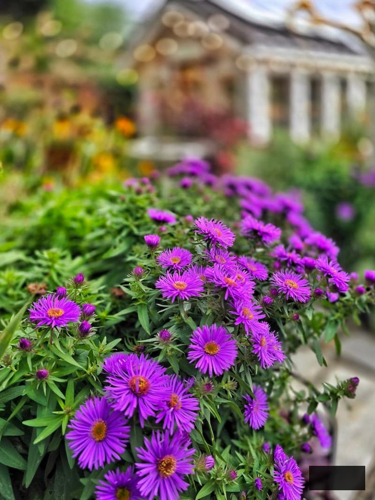 violet asters flourishing in the garden