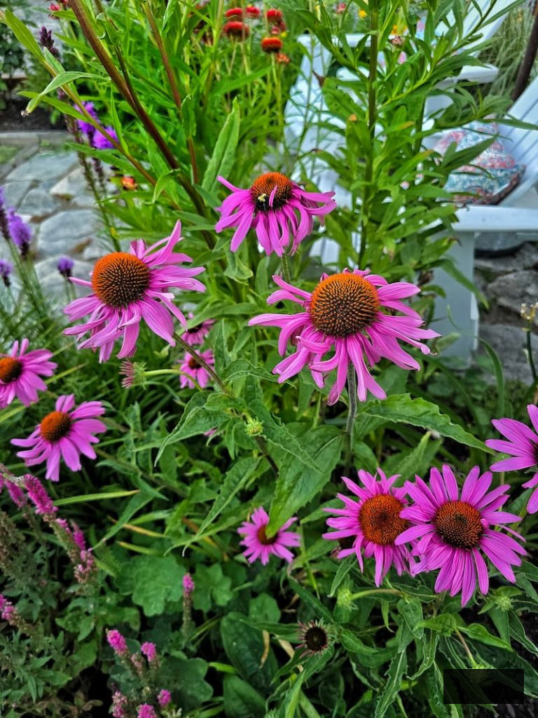 purple coneflowers thriving in the garden