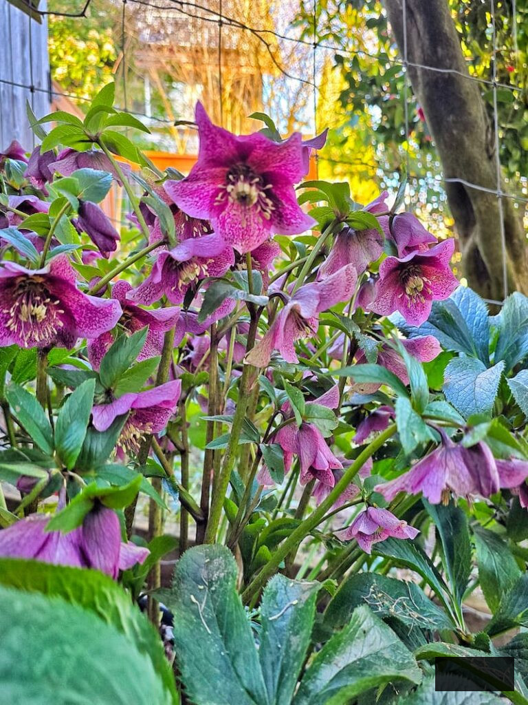 purple hellebores flourishing in the garden