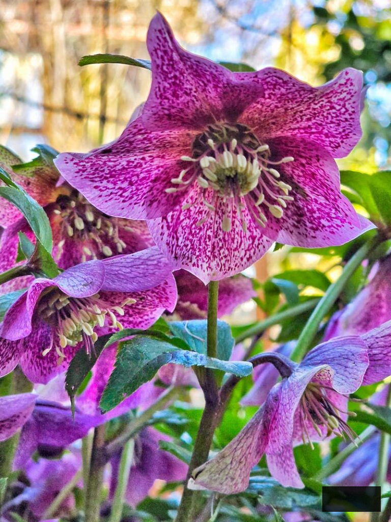 purple speckled hellebores