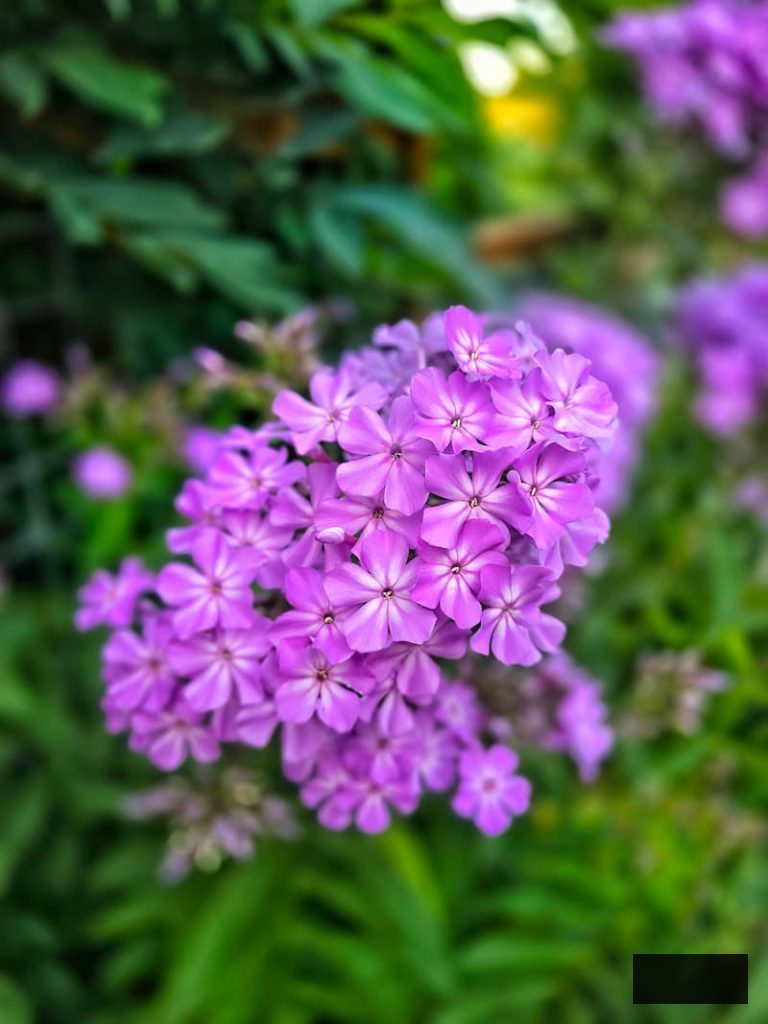 purple phlox flourishing in the garden