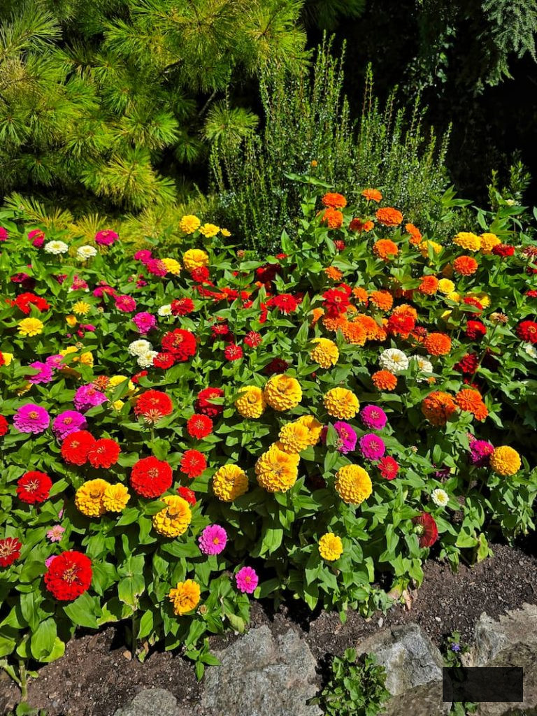 red orange yellow zinnias flourishing in the garden
