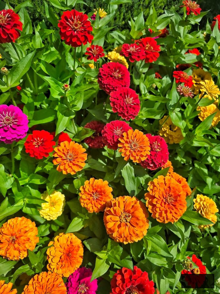 vivid red, fuchsia, yellow, and orange zinnias