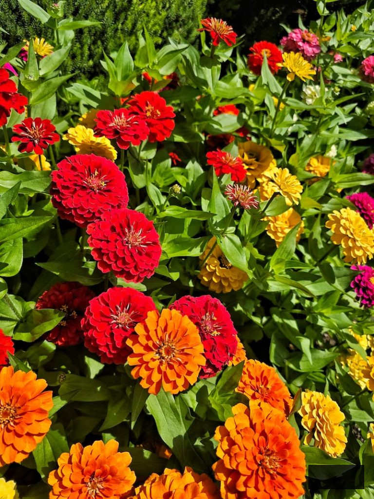 red orange yellow zinnias
