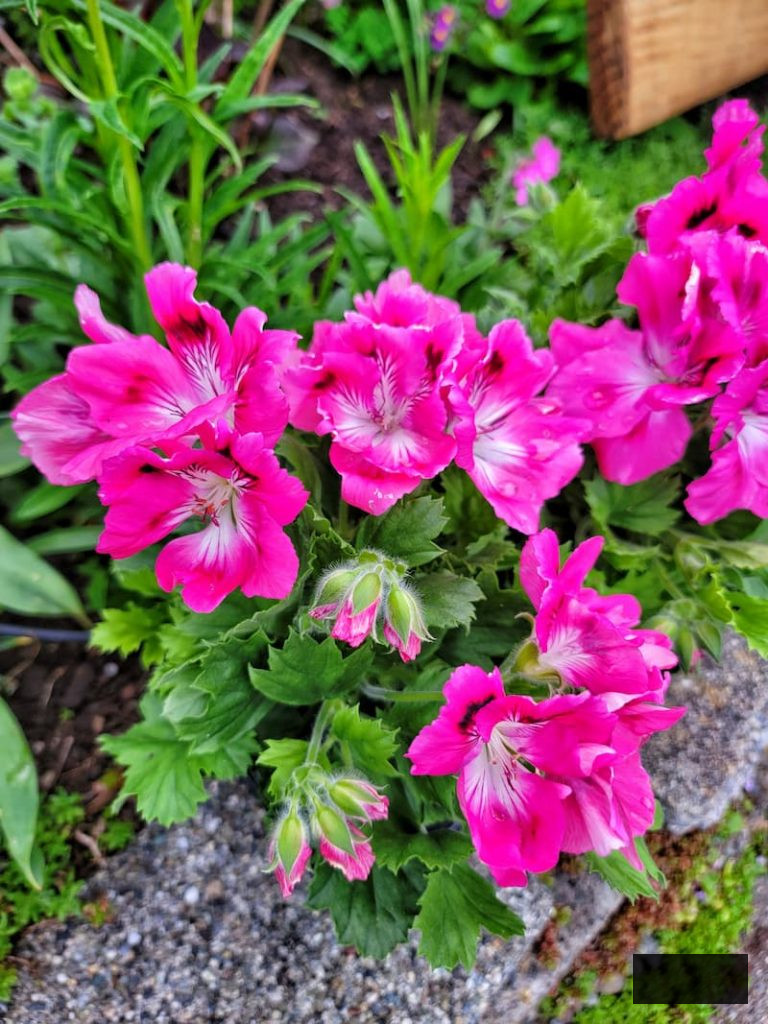 fuchsia regal geraniums in the garden