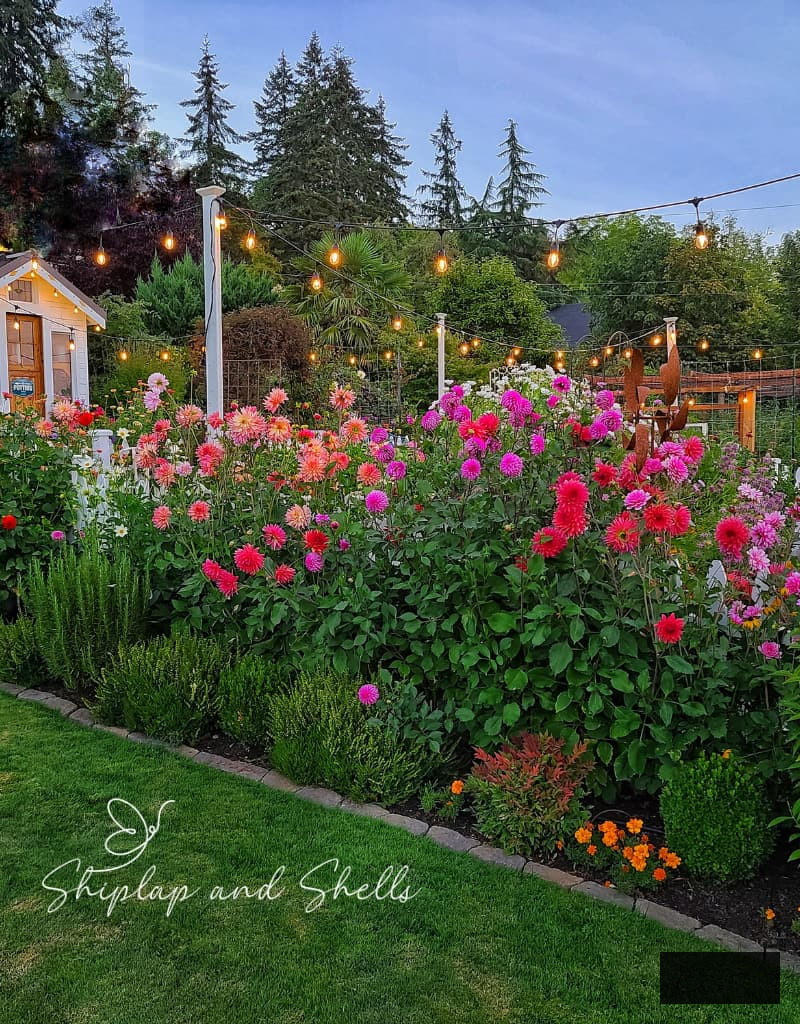 row of dahlias flourishing beside a white picket fence
