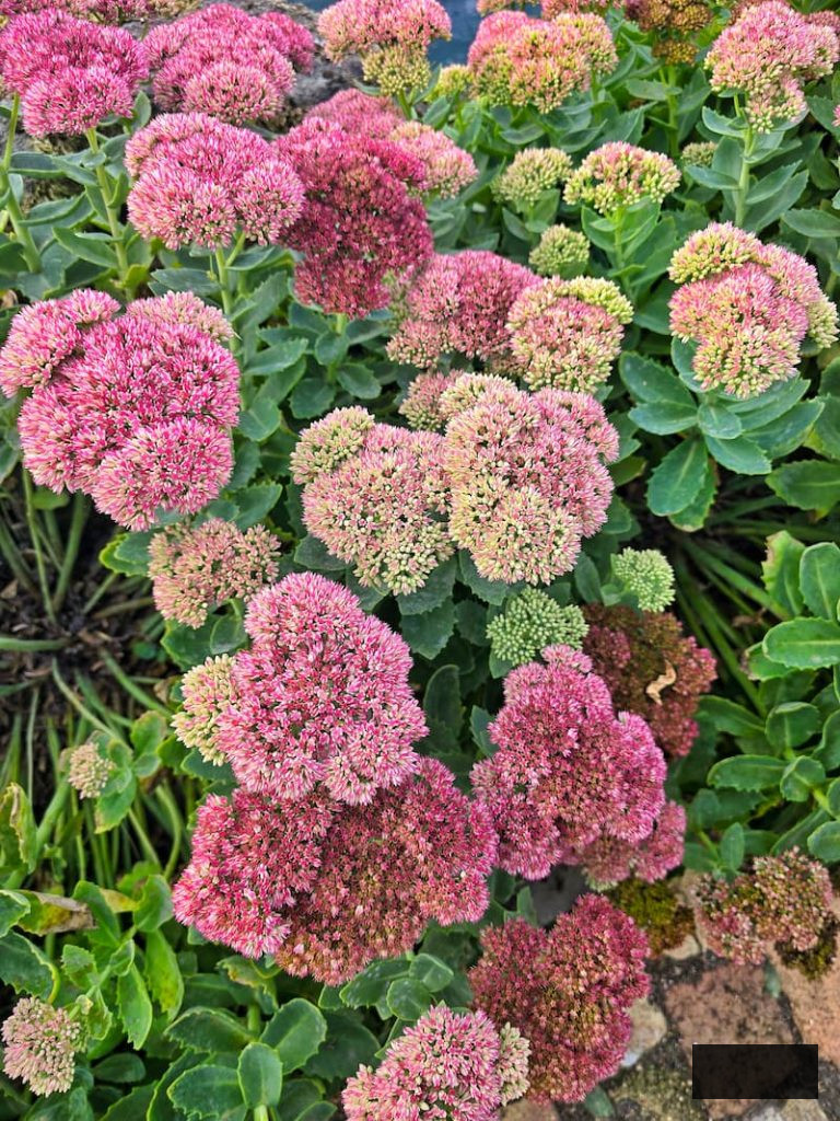 autumn sedum joy in rose and green clusters