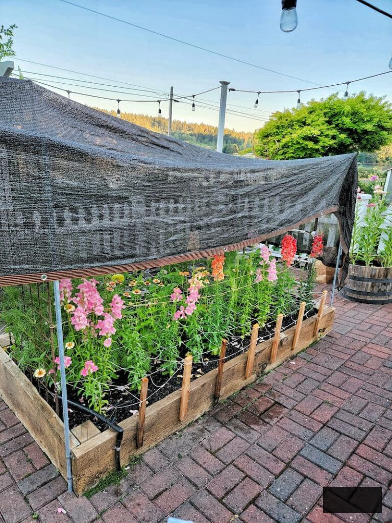 snapdragons covered by shade cloth