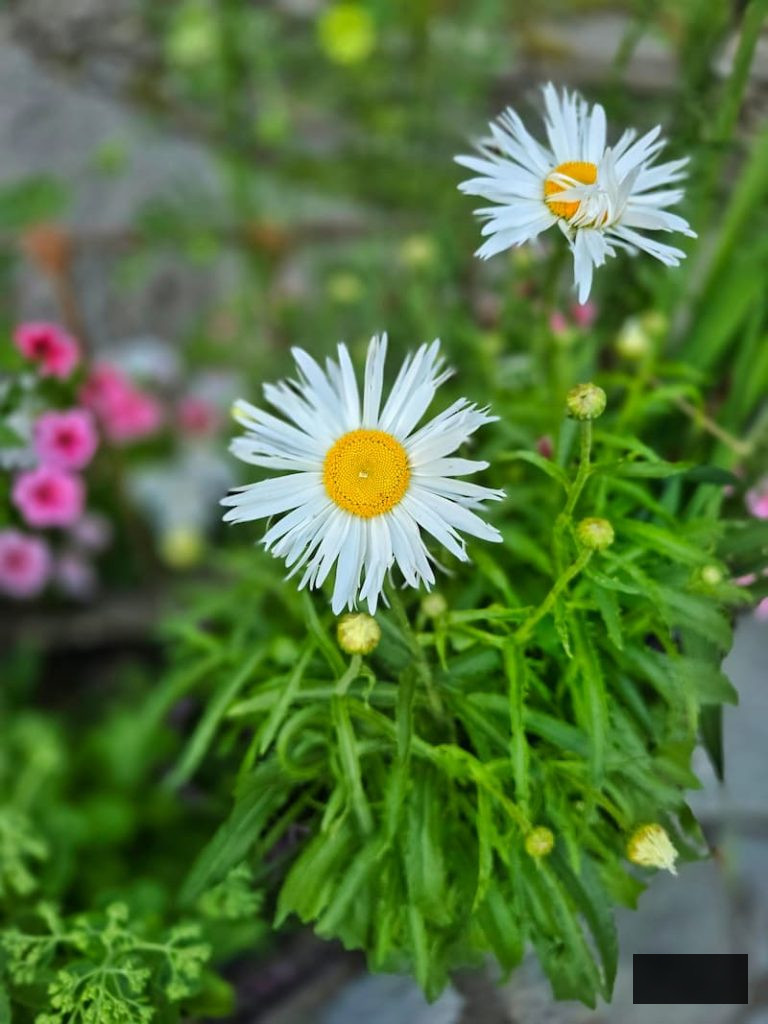 shasta daisies flourishing in the garden