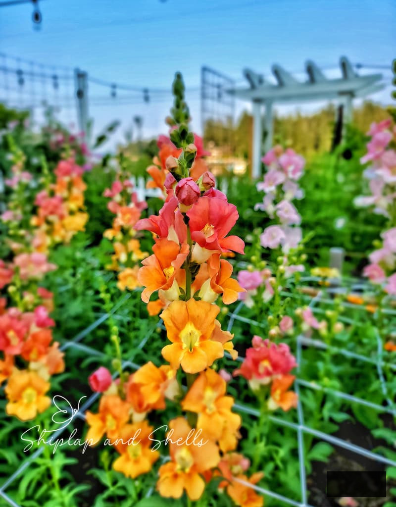 orange snapdragons flourishing in the cut flower garden