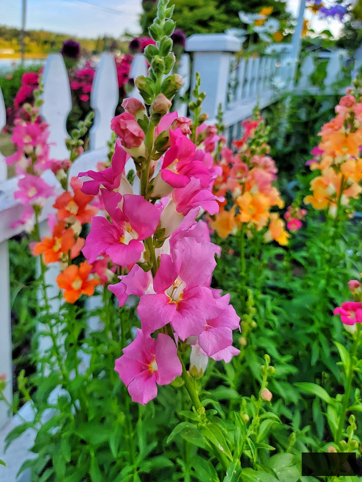 fuchsia and orange snapdragons flourishing along the white picket fence garden